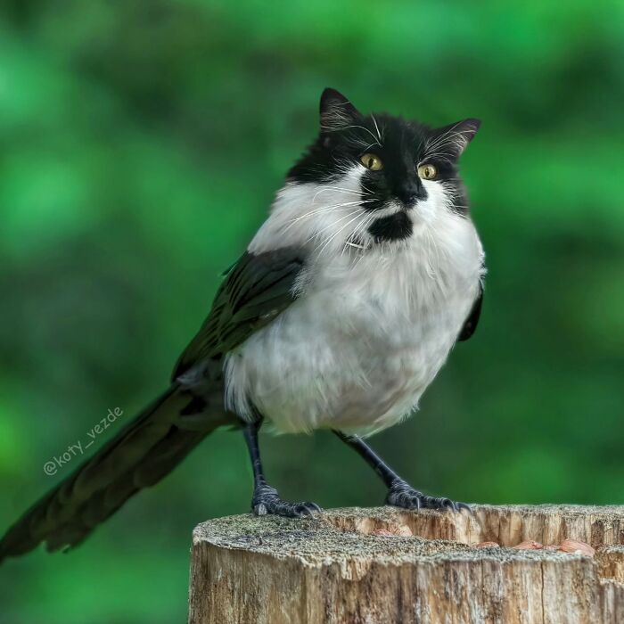 A bird with a black and white fur pattern resembling a cat face perched on a tree stump in nature.