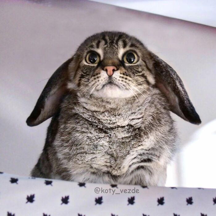 Funny and creepy cat face photoshop on a rabbit giving the animal a unique and slightly eerie look.