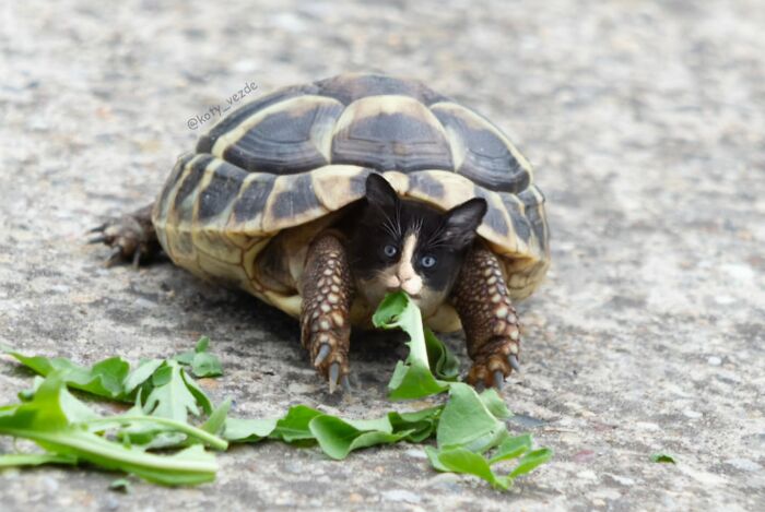 Turtle with a cat face eating leaves on the ground, illustrating a hilarious and slightly creepy cat face transformation.
