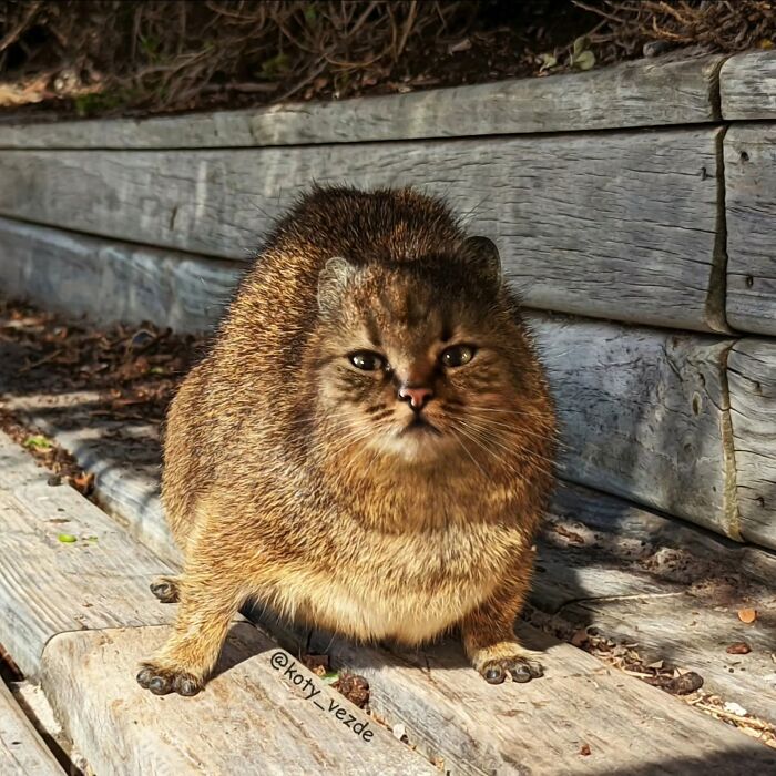 Animal with a cat face digitally added, creating a hilarious and creepy effect in a natural outdoor setting.