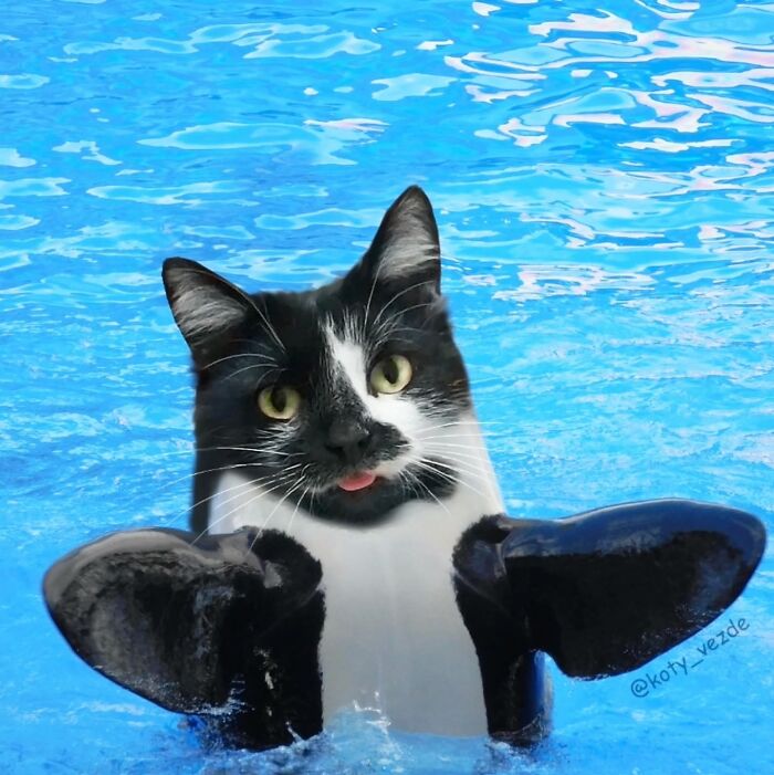 Cat face edited onto a seal swimming in a pool, creating a hilarious and slightly creepy animal hybrid image.