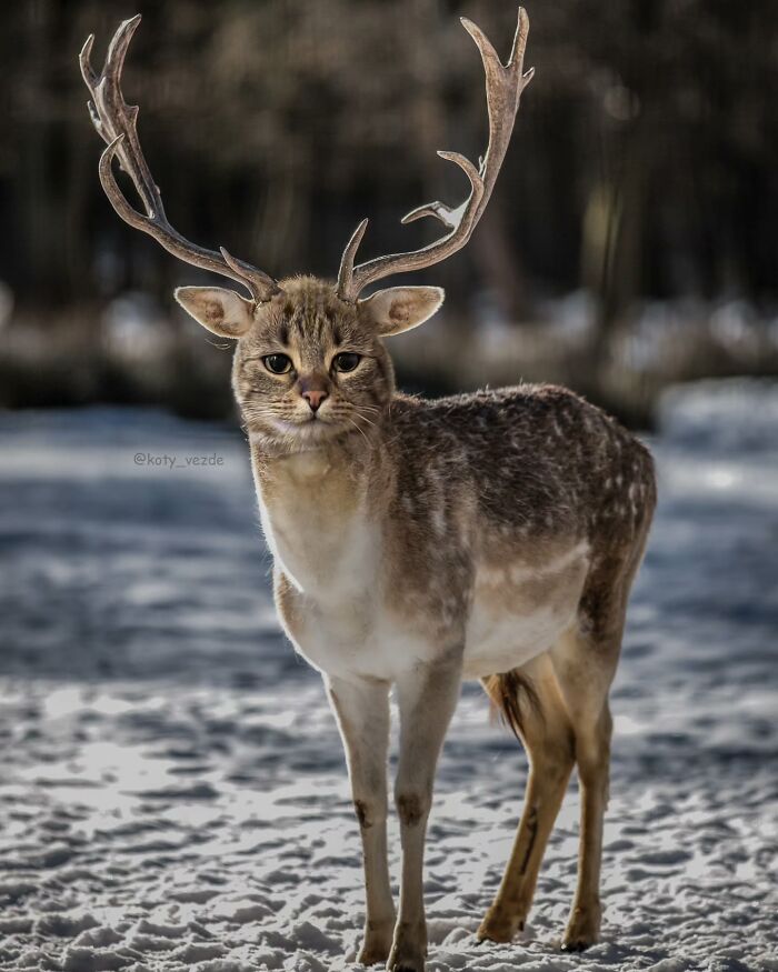 A deer standing in snow with a cat face and large antlers, showing a hilarious and slightly creepy cat face effect.