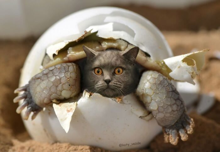 Reptile hatching from egg with a cat face, blending hilarious and slightly creepy features in a surreal image.