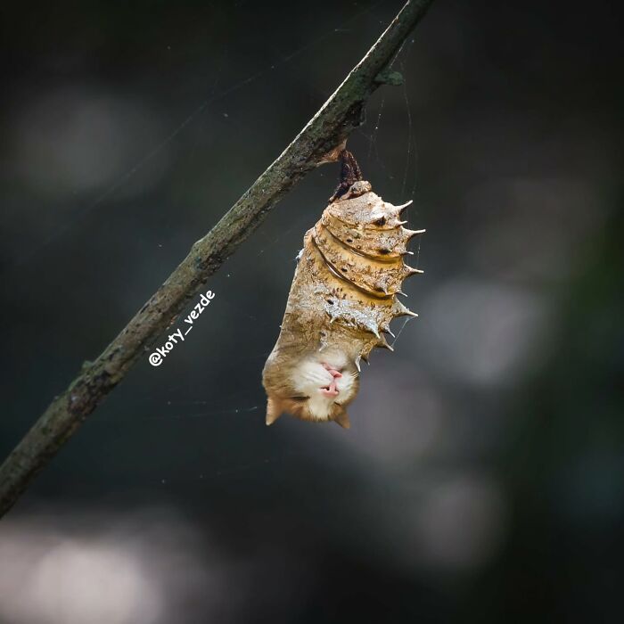 A spiky chrysalis hanging from a branch with a cat face blending humor and creepiness in a nature setting.