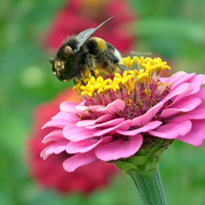A bee with a cat face perched on a pink flower, showcasing hilarious and slightly creepy cat face transformation.