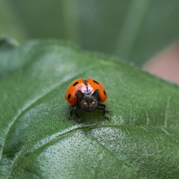 Ladybug with a cat face on a green leaf, showing a hilarious and slightly creepy cat face transformation effect.