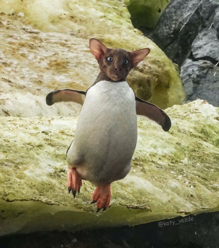 A penguin with a cat face, illustrating a hilarious and slightly creepy example of cat face transformations.