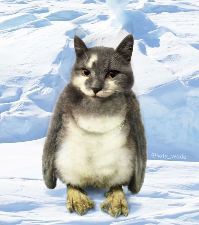 Penguin body with a cat face standing on snowy ice, a hilarious and creepy example of cat face transformation.