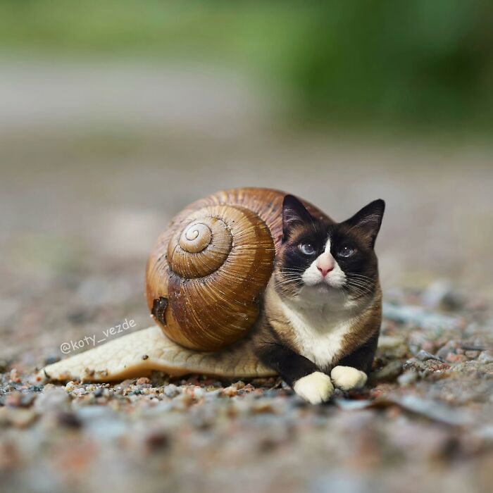 A surreal image of a snail with a cat face blending humor and creepiness in cat face photos.