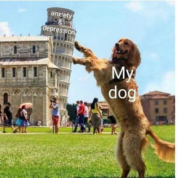Golden retriever labeled My dog posing as if pushing the leaning Tower of Pisa labeled anxiety and depression, social anxiety memes.