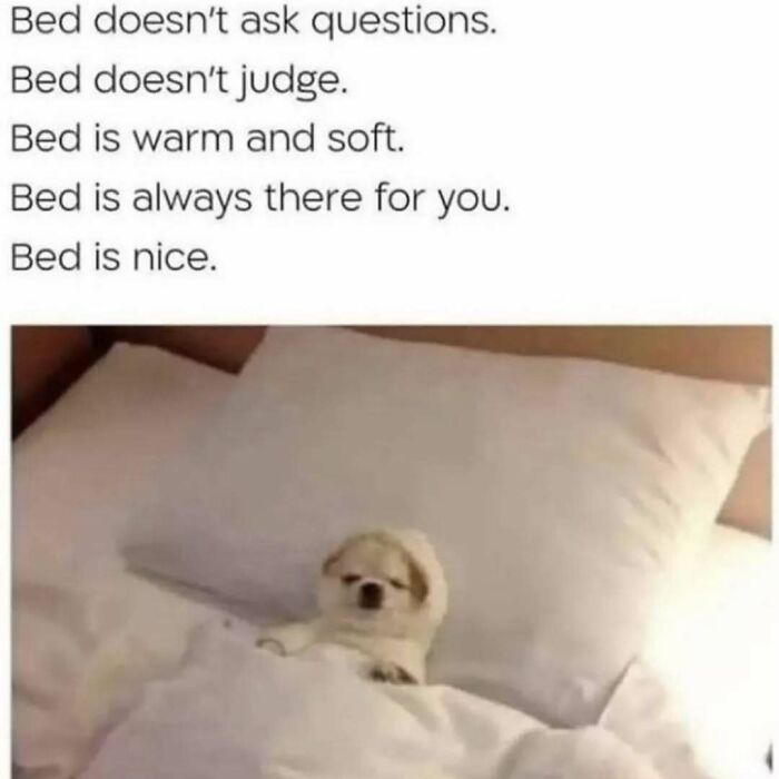 Small dog tucked in bed with text about bed being warm, soft, and always there for you, related to social anxiety memes.