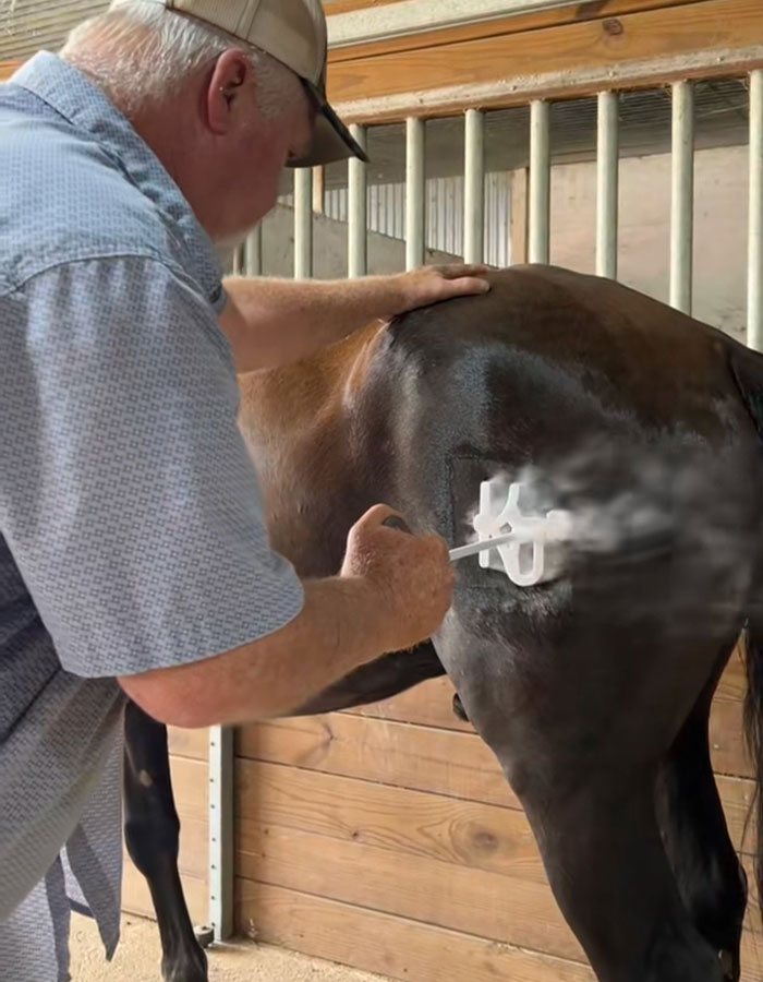 Man using freeze branding technique on a horse's hindquarters, illustrating the trendy branding tattoo alternative risks. Man using freeze branding technique on a horse's hindquarters, illustrating the trendy branding tattoo alternative risks.