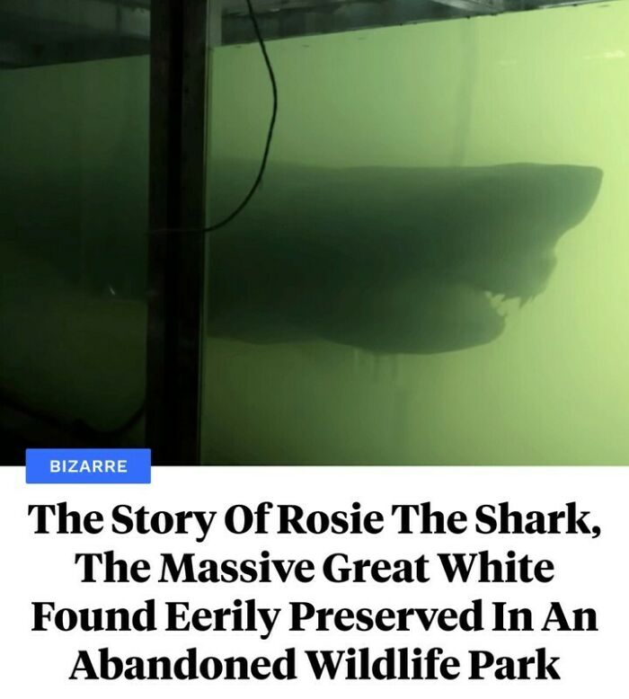 Great white shark preserved in abandoned wildlife park, an interesting fact that might surprise even the most knowledgeable viewers.
