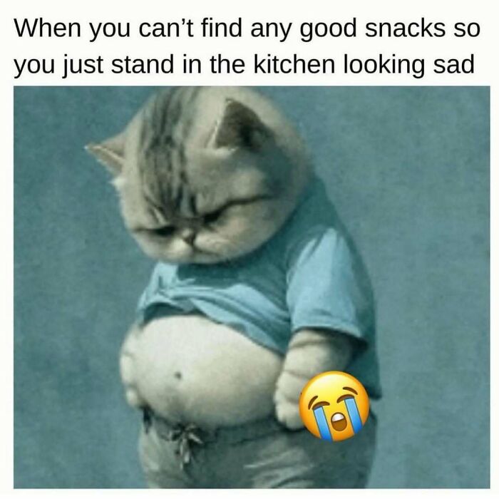Sad cat standing in the kitchen after failing to find good snacks, a funny meme reminding not to take life too seriously.