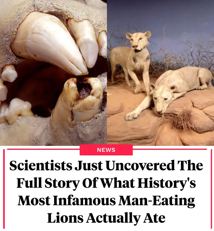 Close-up of ancient lion teeth and two man-eating lions in a desert scene illustrating surprising animal facts.