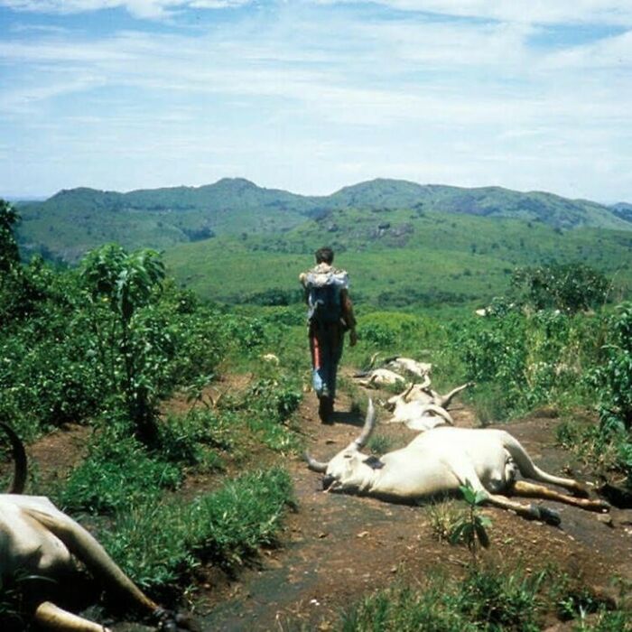Person walking through green hills past several resting cattle on a dirt path, illustrating interesting facts in nature and travel.