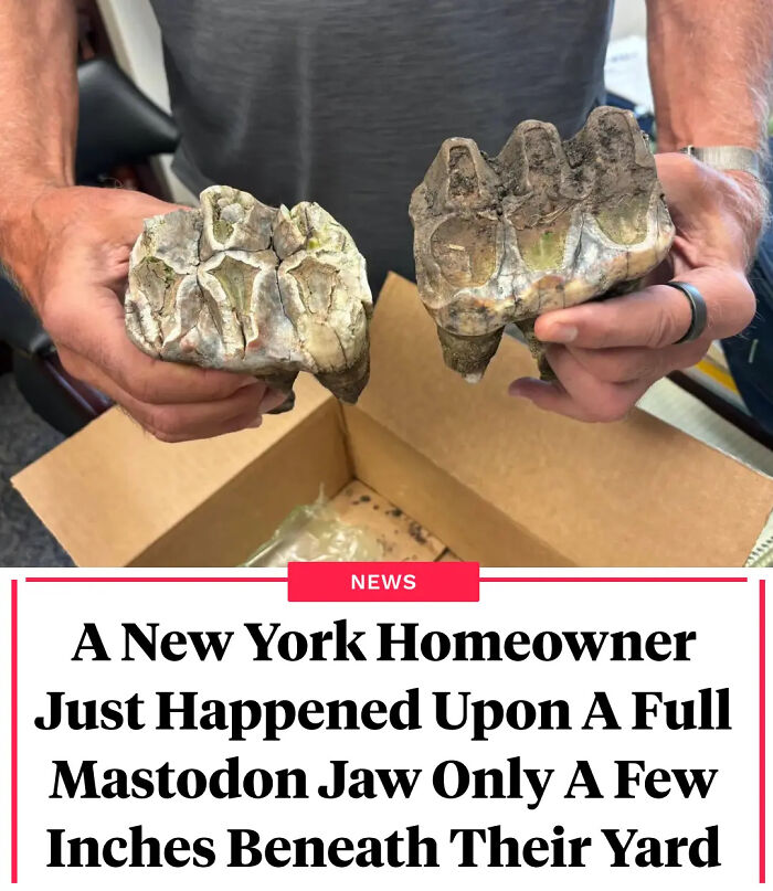 Person holding two fossilized mastodon jaws found beneath yard illustrating interesting facts discovery