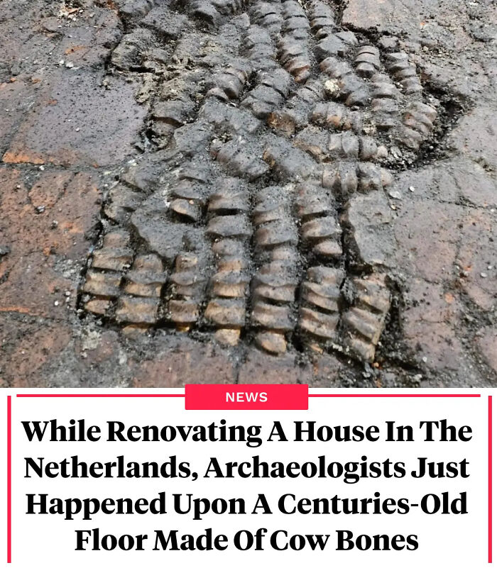 Centuries-old floor made of cow bones discovered during renovation, an interesting fact that might surprise many.