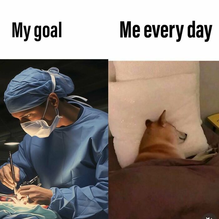 Side-by-side medical meme showing a surgeon as goal and a dog sleeping as daily reality, highlighting healthcare humor.