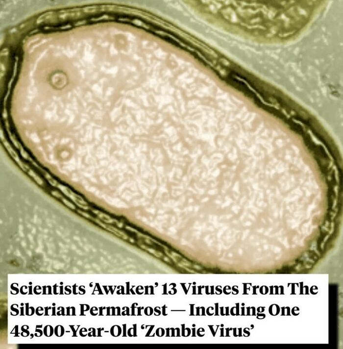 Microscopic image of a 48,500-year-old virus revived from Siberian permafrost showing interesting facts about viruses.