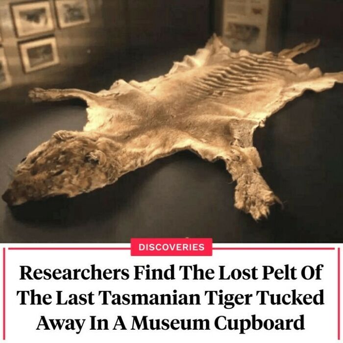 Lost pelt of the last Tasmanian tiger discovered in a museum cupboard, highlighting interesting facts and discoveries.