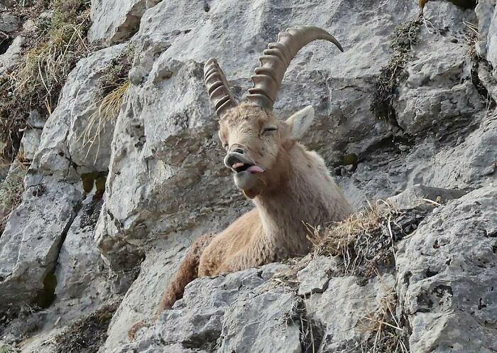 Goat with curved horns resting on rocky terrain making a funny face, capturing a hilarious moment in nature photography.