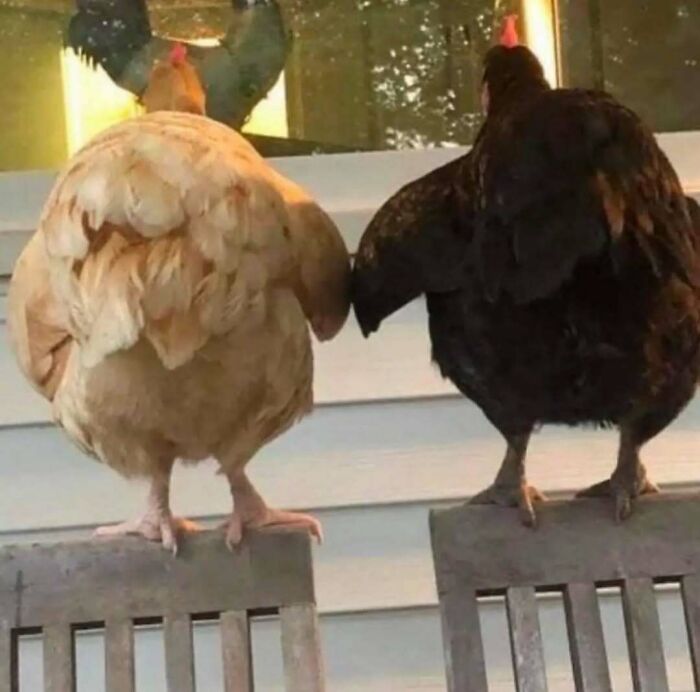 Two chickens perched on chair backs creating a visual illusion of a rooster's comb behind them, making no sense.