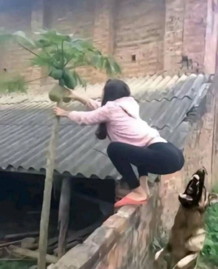 Woman in a pink hoodie precariously reaching a papaya tree while a dog jumps beside her in a confusing scene.