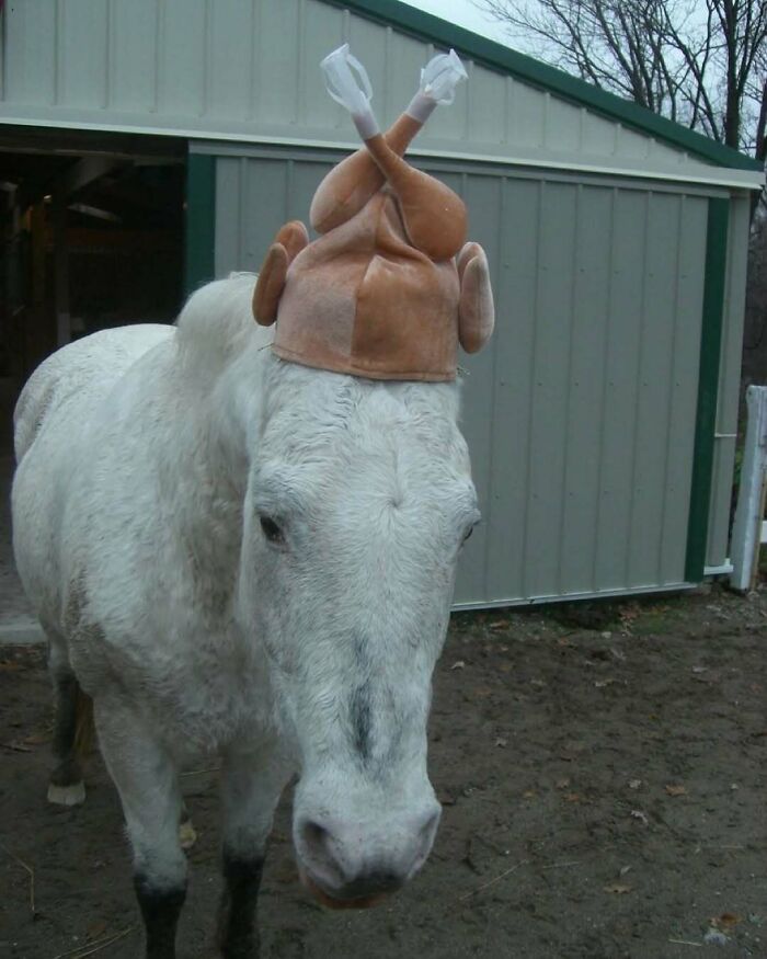 White horse wearing a fake roasted turkey hat standing outside a barn, creating a bizarre and amusing scene.
