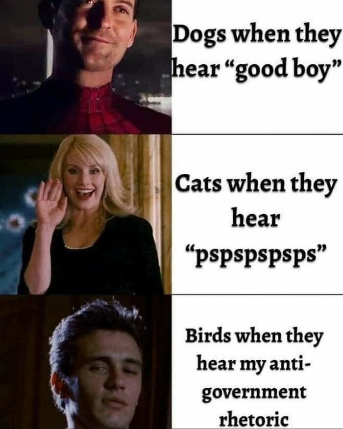 Memes featuring Spider-Man characters humorously depicting dogs, cats, and birds reacting to different sounds for cinephiles.