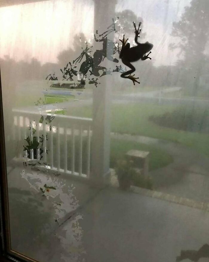 Frog silhouette on a foggy window with condensation patterns forming a curious and unusual shape.