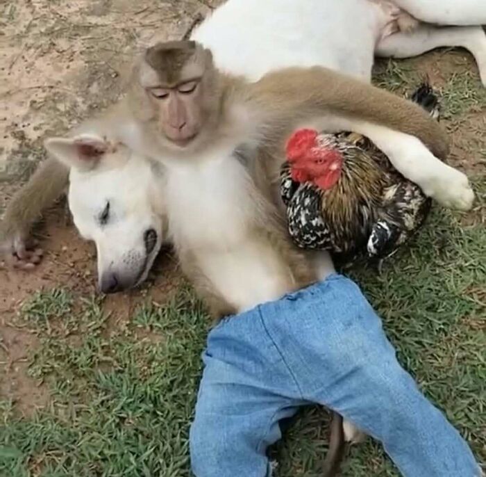A monkey wearing jeans lying on the ground hugging a dog and a chicken, a strange and funny pic that makes no sense.