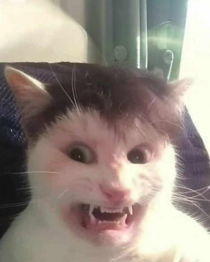 Cat making a strange face with fur resembling human hair in a bizarre and confusing pic that makes no sense at all.