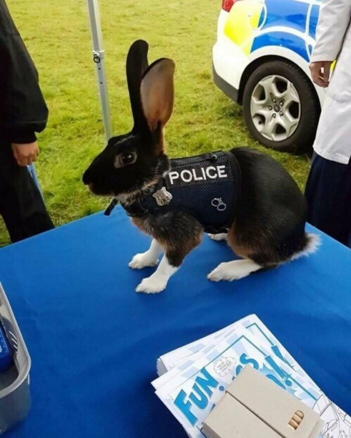Black and white rabbit wearing a police vest sitting on a blue table at an outdoor event, a fun and odd sight to see.