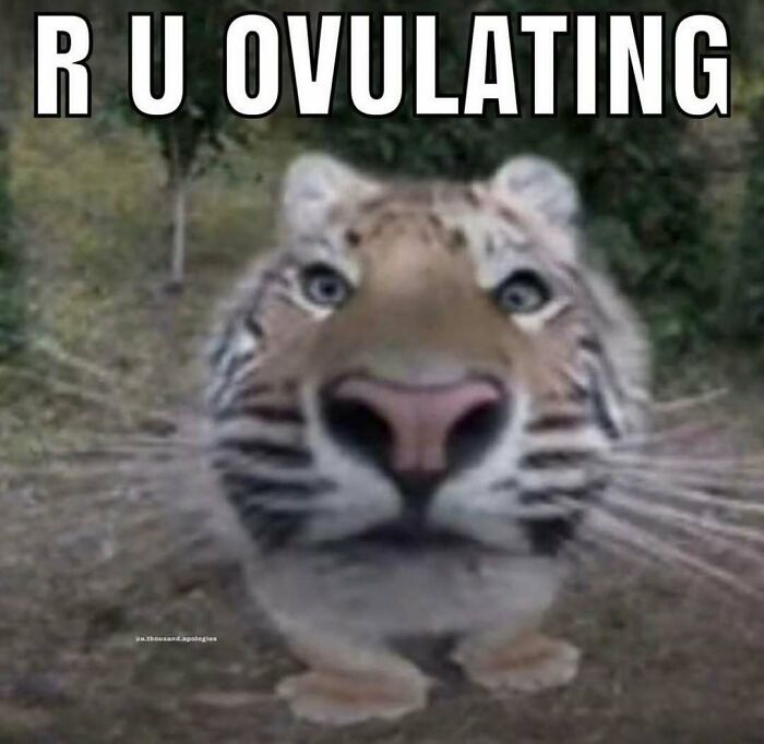 Close-up of a tiger with a distorted face and text overlay humorously asking about ovulating nerdy memes.
