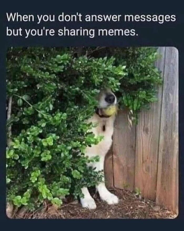 Dog hiding in bushes with a ball in its mouth, illustrating funny animal memes about ignoring messages while sharing memes.
