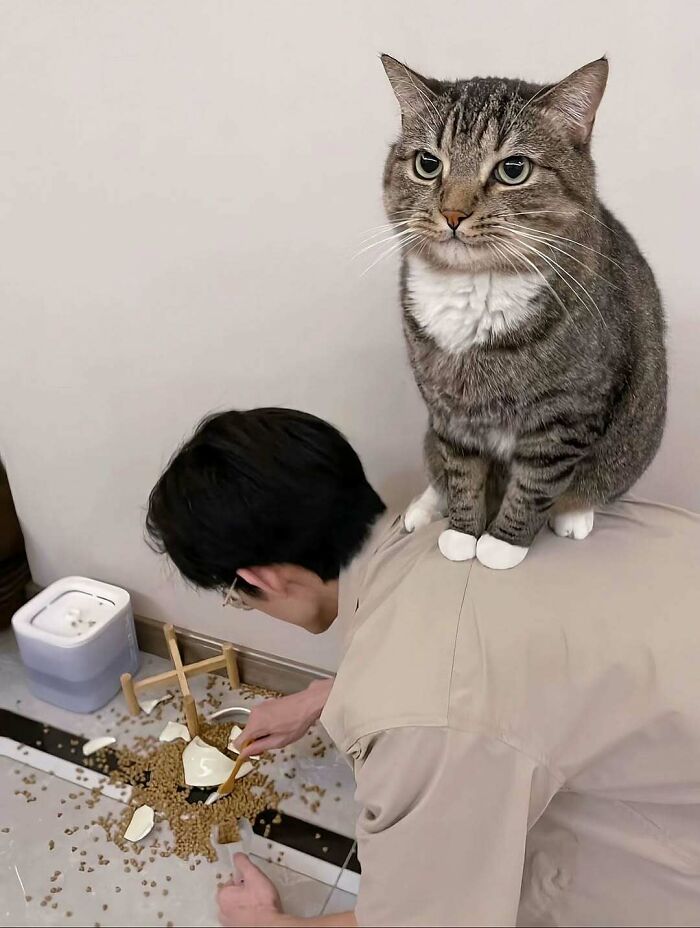 Gato adorable sentado sobre persona mientras recoge croquetas derramadas en el suelo, foto para animar tu día.