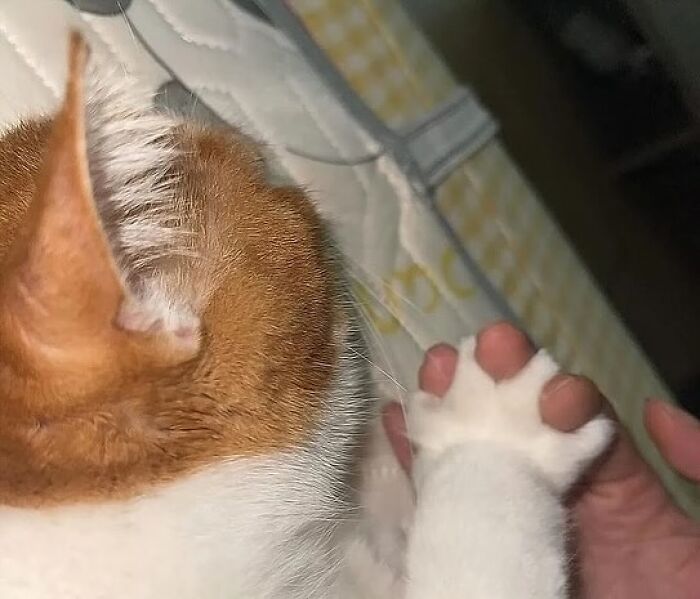 Gato adorable con pelaje blanco y naranja tocando la mano humana, foto para animar un mal día.