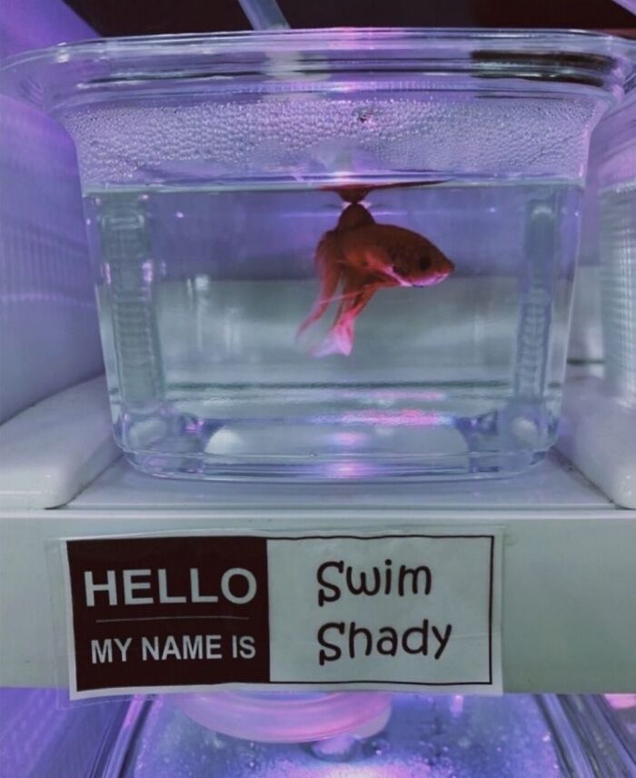 A small fish in a clear container with a label reading Swim Shady, a funny picture that makes no sense.