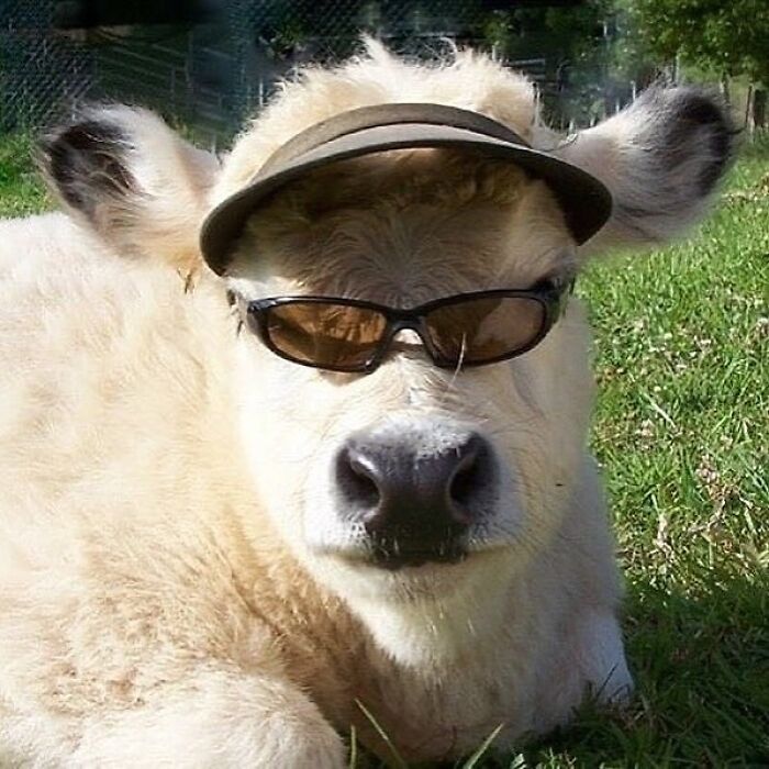 Calf wearing sunglasses and a visor hat on grass, a funny and puzzling image from weird pics collection.