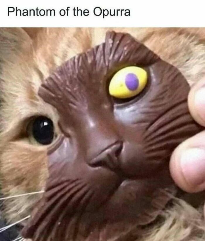 Cat wearing a funny mask resembling a chocolate bar with a yellow and purple eye in a pure animal meme moment.