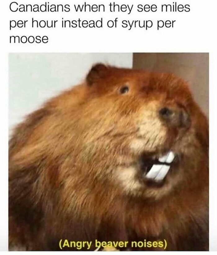 Funny animal meme showing a beaver with caption about Canadians confused by miles per hour measurement.