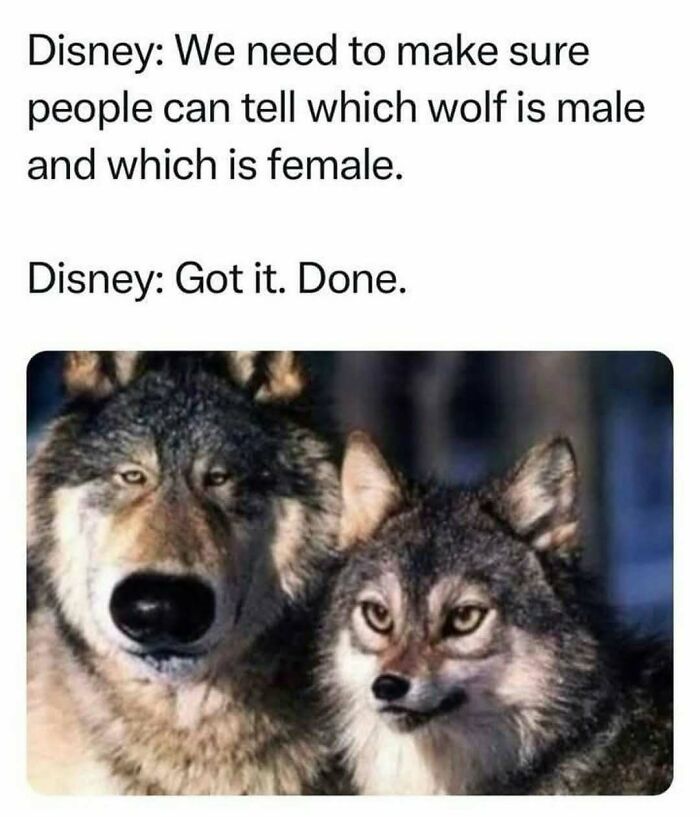 Funny animal meme showing two wolves with a caption about Disney distinguishing male and female wolves.