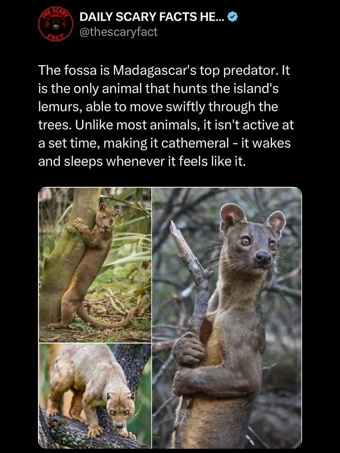 Fossa, Madagascar's top predator, hunting lemurs and moving swiftly through trees in this scary fact about wildlife behavior.
