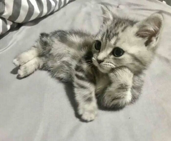 Gato adorable acostado pensativo en cama, mostrando ternura y tranquilidad para animarte en un mal día.