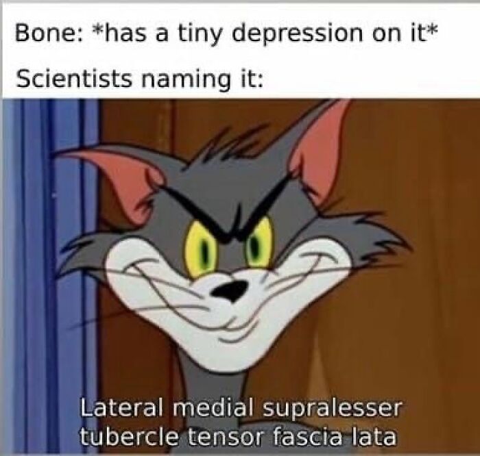 Cartoon cat meme humorously illustrates complicated medical terminology in medical memes about healthcare costs.