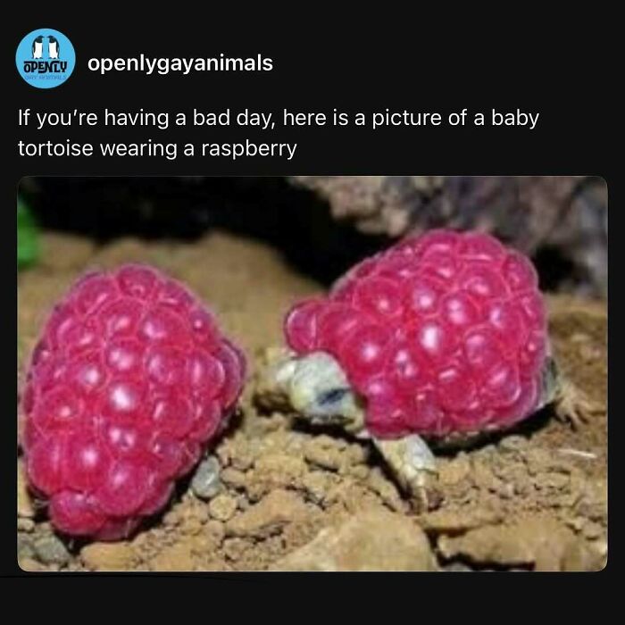 Baby tortoise wearing raspberries on its shell, one of the funny animal memes bringing pure joy and lightheartedness.
