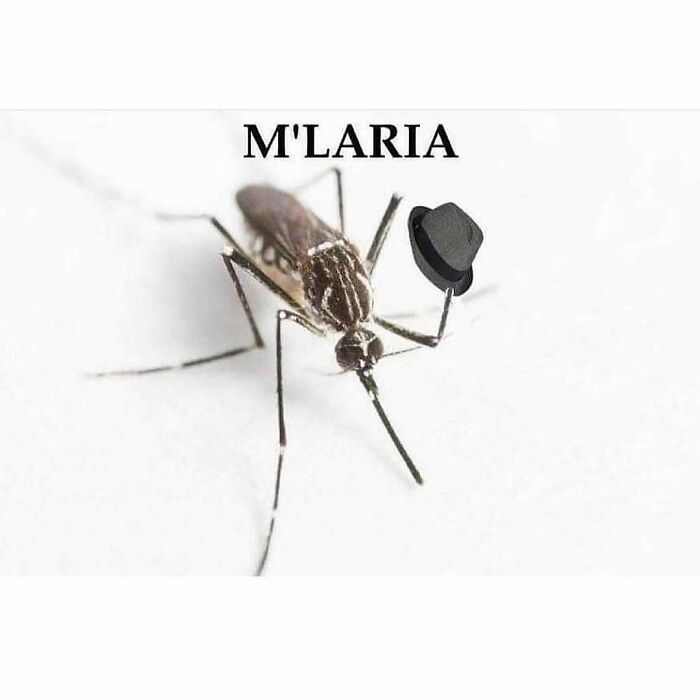 Close-up of a mosquito wearing a small black hat with the humorous caption M'LARIA in a funny animal meme.