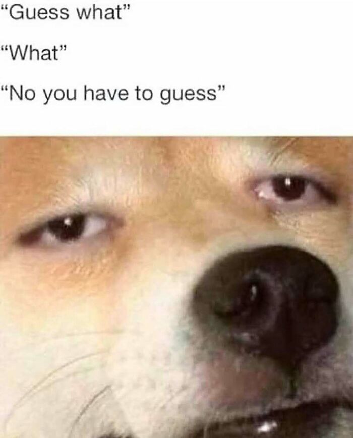 Close-up of a dog with a funny expression paired with a humorous text meme, part of funny animal memes collection.