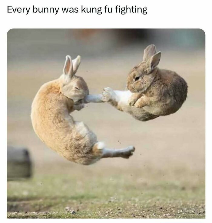 Two rabbits mid-air appearing to kung fu fight outdoors, a funny animal meme showing playful animal action.